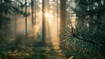 Generated misty forest dawn video