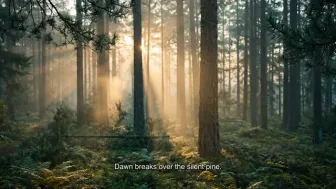 Misty forest dawn video with the burned-in subtitle “Dawn breaks over the silent pine”
